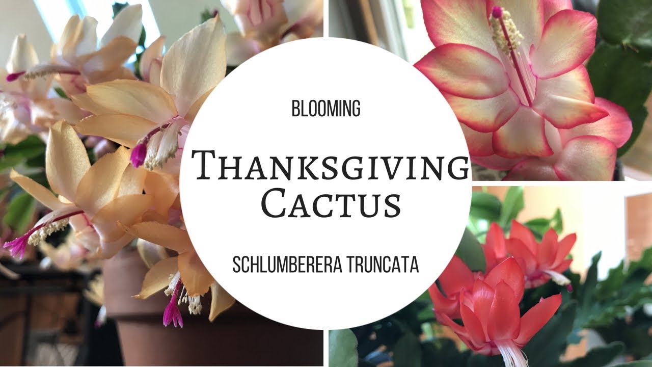 Thanksgiving Cactus (Schlumbergera truncata) in Bloom