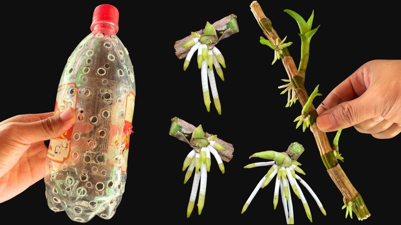 Put the dry branches in the jar! It's magical how each node grows into a new orchid!