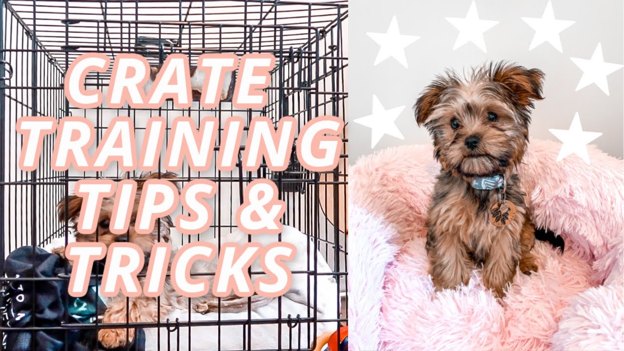 PUPNAPS DOG BED REVIEW + CRATE TRAINING TIPS & TRICKS | DOG VLOG