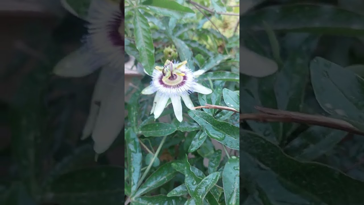 passiflora  bitkisi. x&ouml;şbəxtlik hormonu