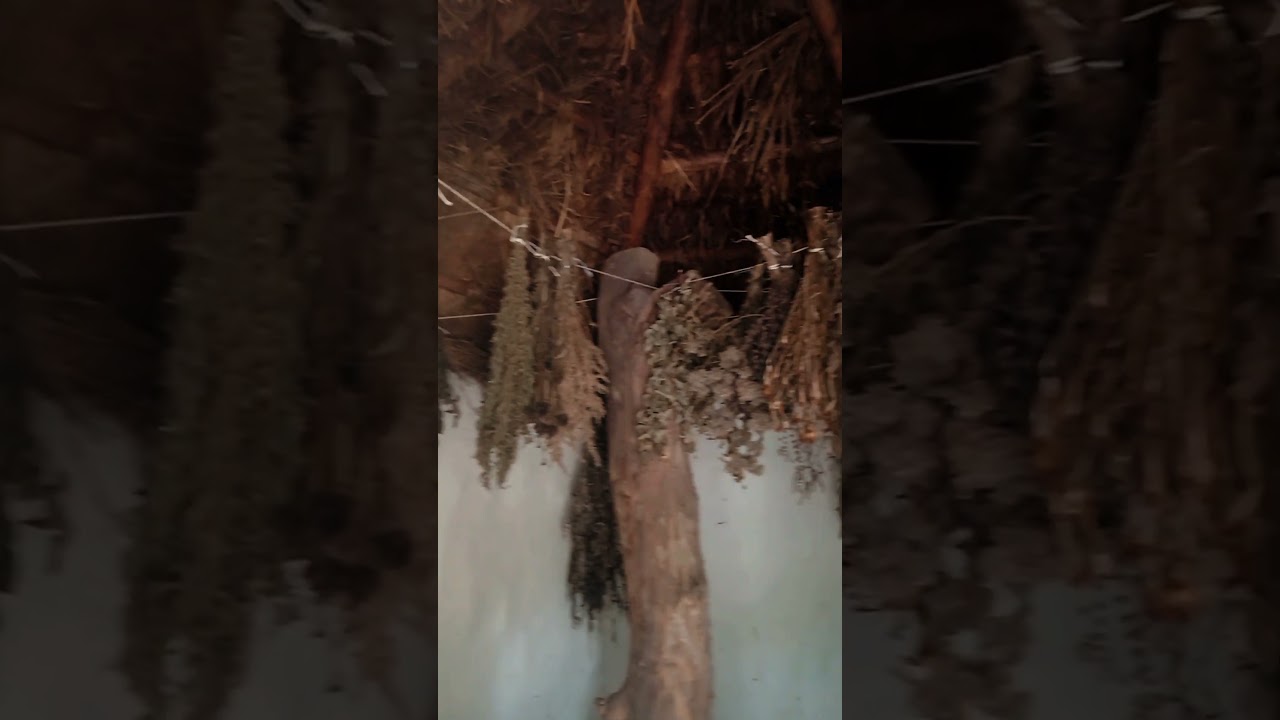 Домик ведьмы 18 века 