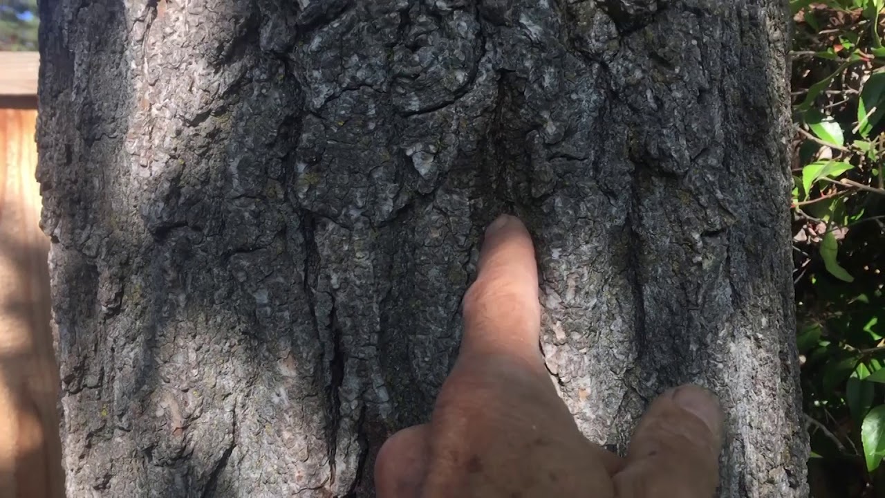 HAZARDOUS Liquidambar INSPECTION