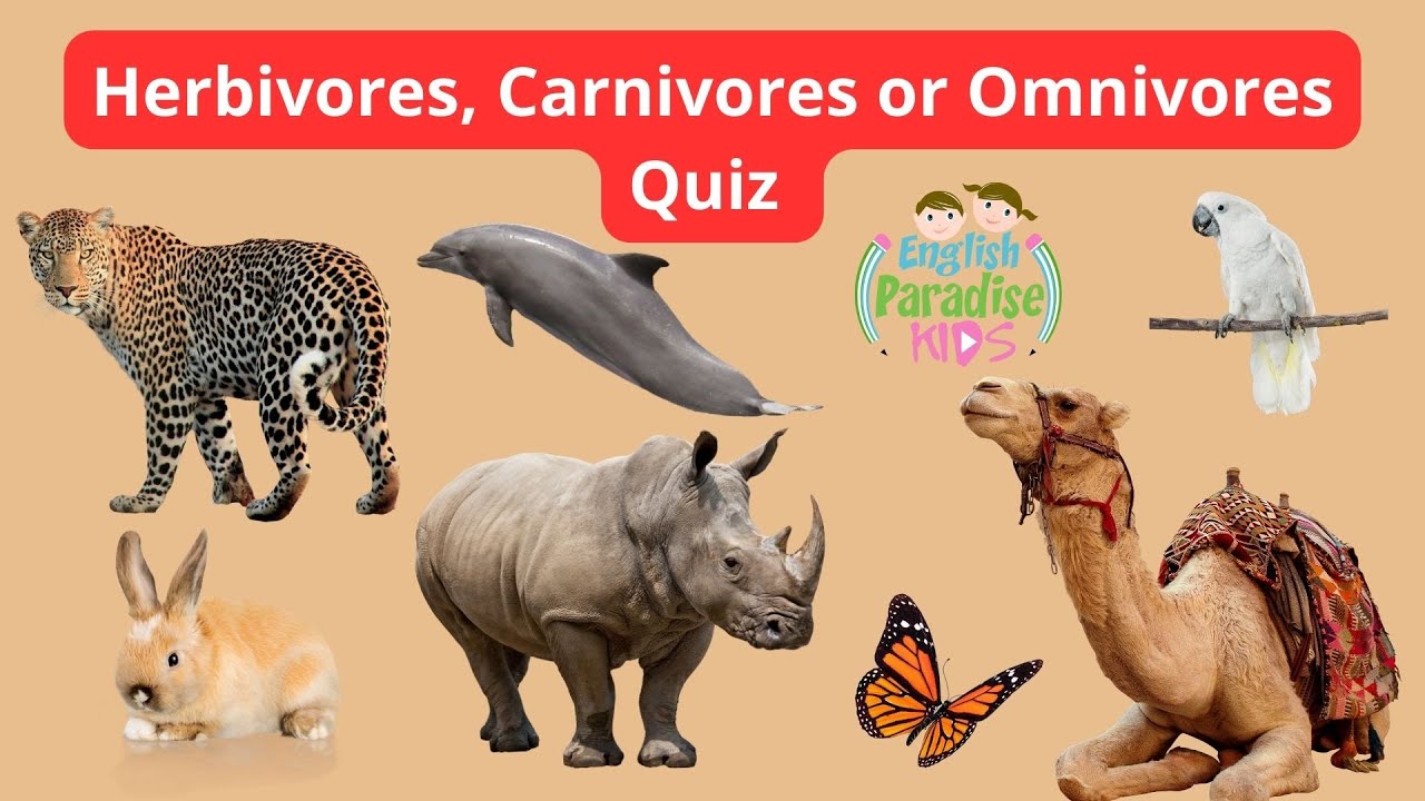 Fun Animal Quiz! | Herbivores, Carnivores, and Omnivores 🐮🦁🐻