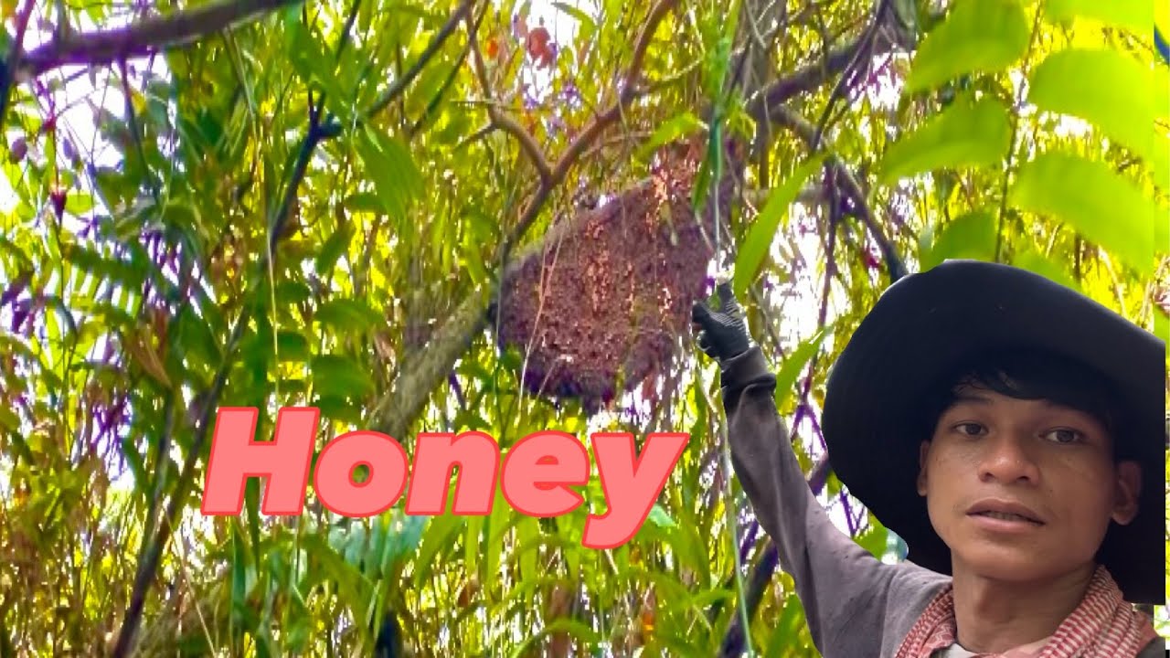 ឃ្មុំចង្អេរនេះធំណាស់/The bee is very big.#honey #bee