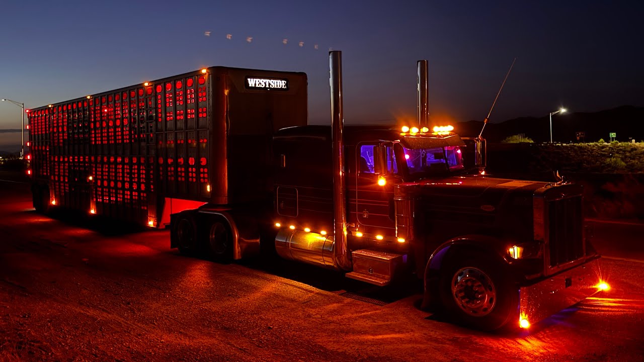 Moviendo vacas lecheras 🚂💨 #peterbilt379 #trailerosdela57 #perfumados  #bull #arizona