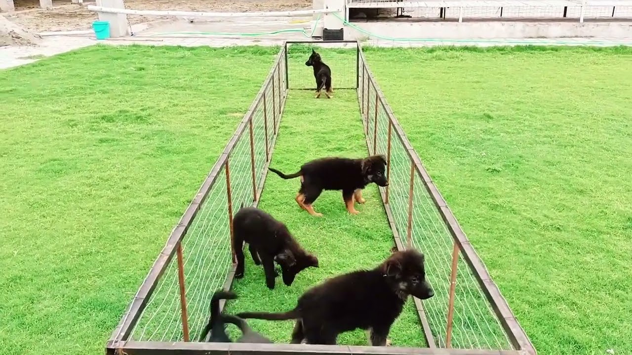 cages for pupps and diet plan