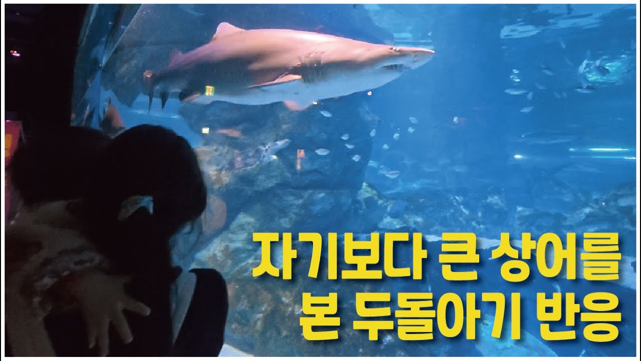 한겨울에 두돌아기와 놀 수 있는 최고의 선택 | 코엑스 아쿠아리움