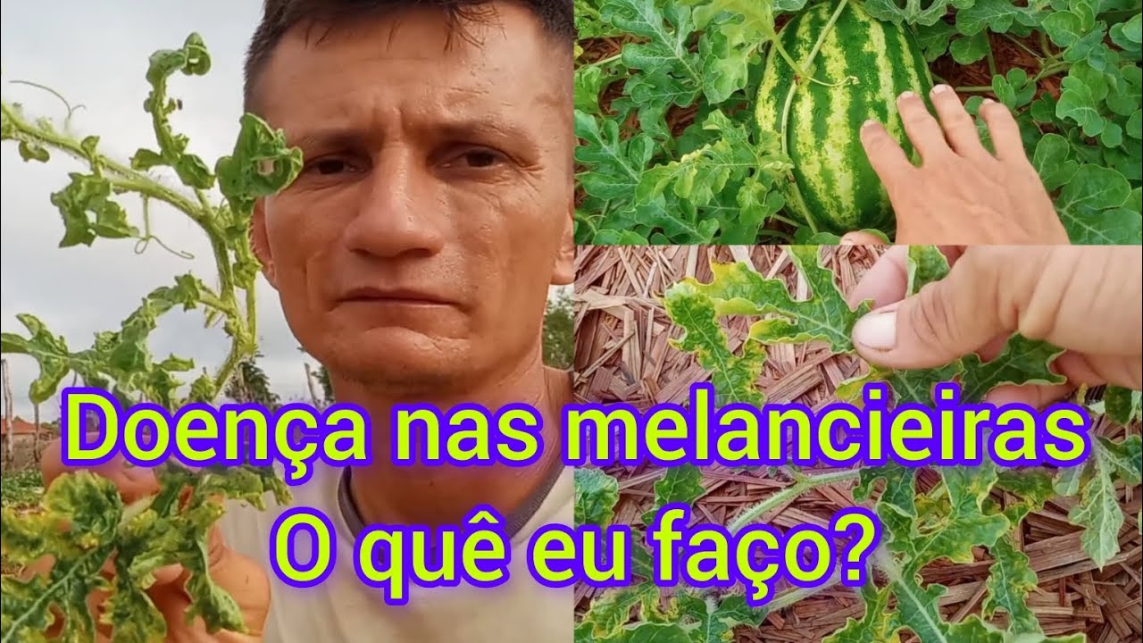 Doença grave nas melancias #Raimundoeasnovidadesdodiadia.