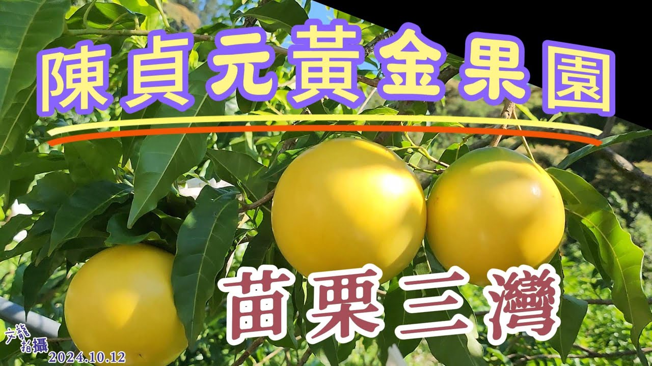 苗栗三灣參觀秘境裡的黃金果園 品嘗美味的黃金果 園主聯絡電話在說明欄 2024年10月12日