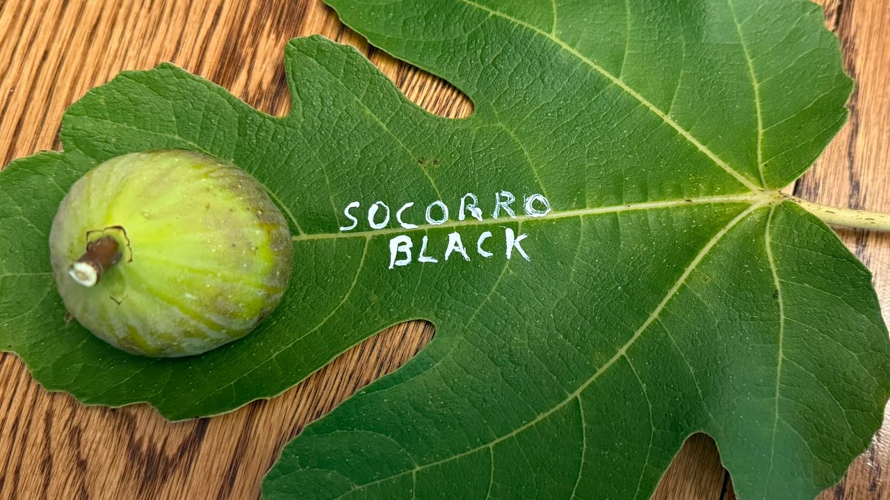 Socorro Black Fig Tasting August 2025