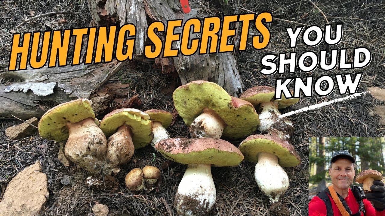 Mushroom Hunting - Spring King Secrets