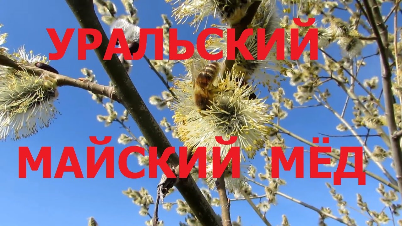 Майский мёд. Как взять его на Южном Урале. Карника