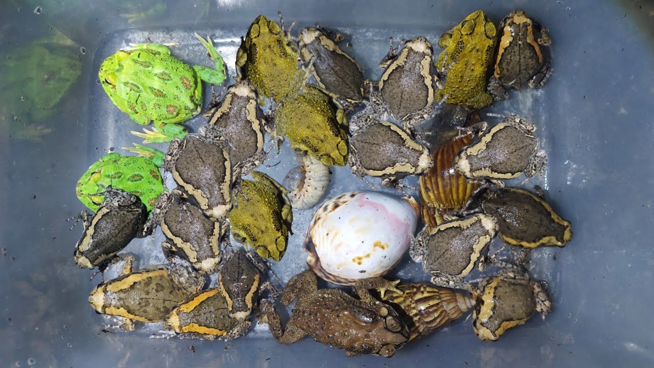 hunting and catching reptiles and amphibians at night I got, frogs,toad,snails that are very amazing