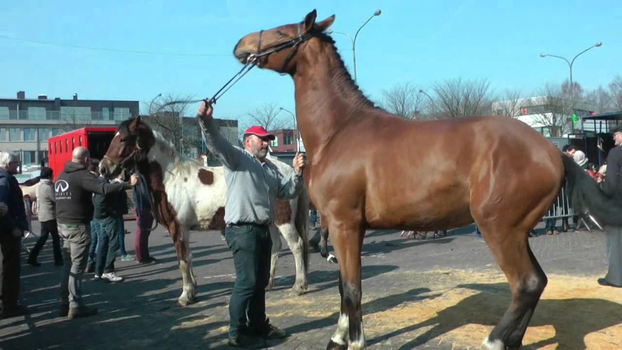 Wedstrijd voor paarden