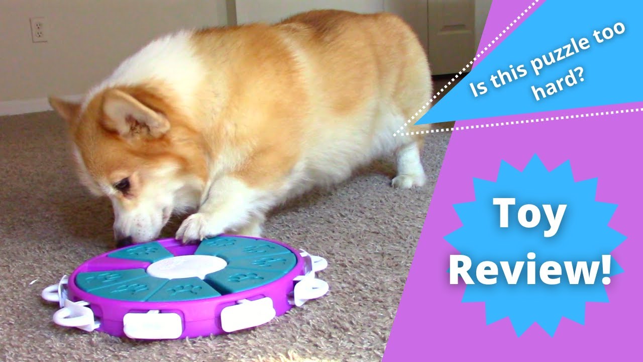 Twister Puzzle Dog Toy // Toy Review (Nina Ottosson)