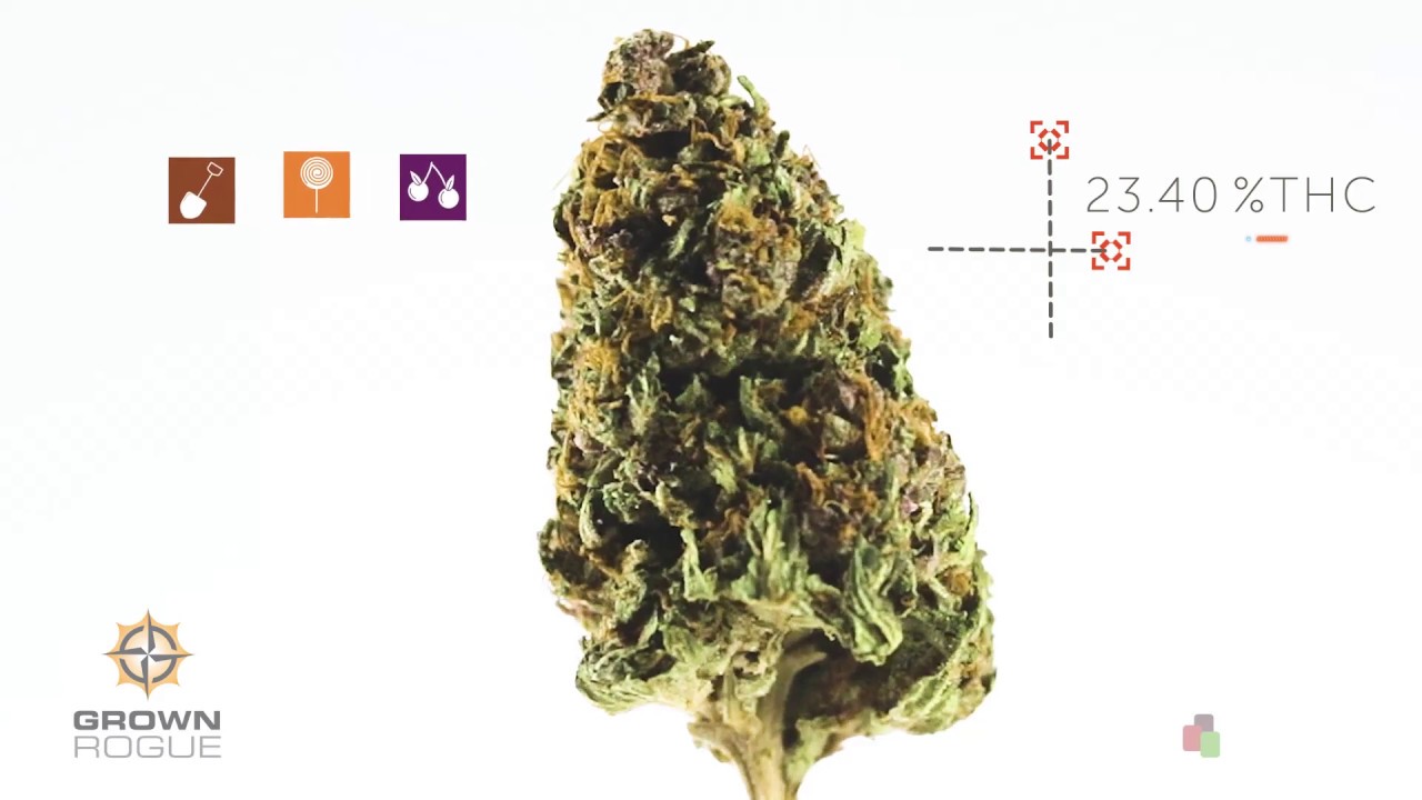 Purple Hindu Kush by Grown Rogue &ndash; Strain Spotlight