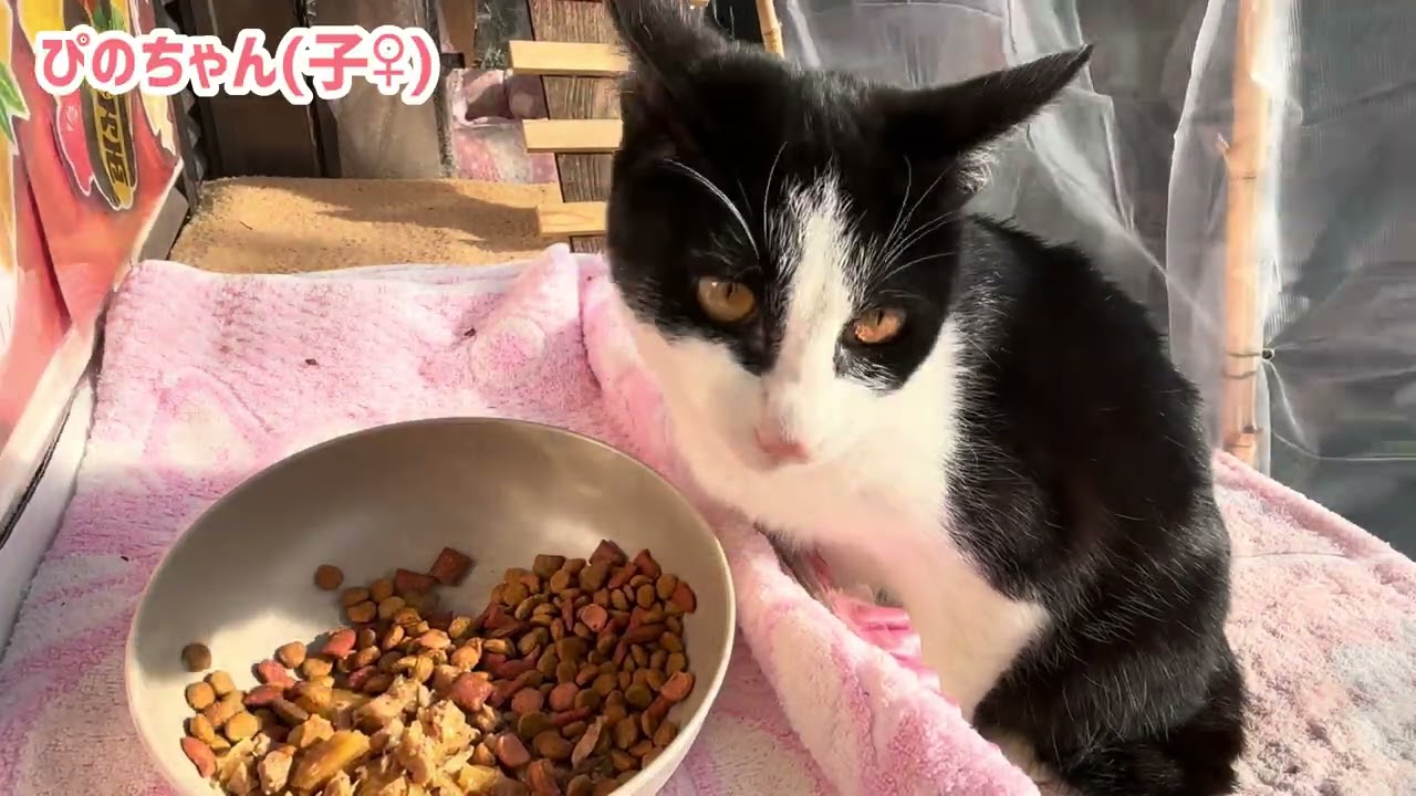 2026.02.23 野良子猫三兄弟のご飯タイム～強風だと食べたら帰るが鉄則～