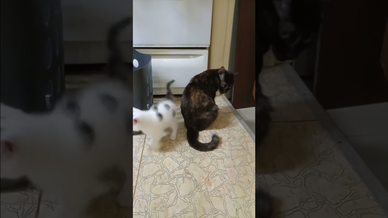 Chat Adorable et Cute ❤️❤️❤️😍