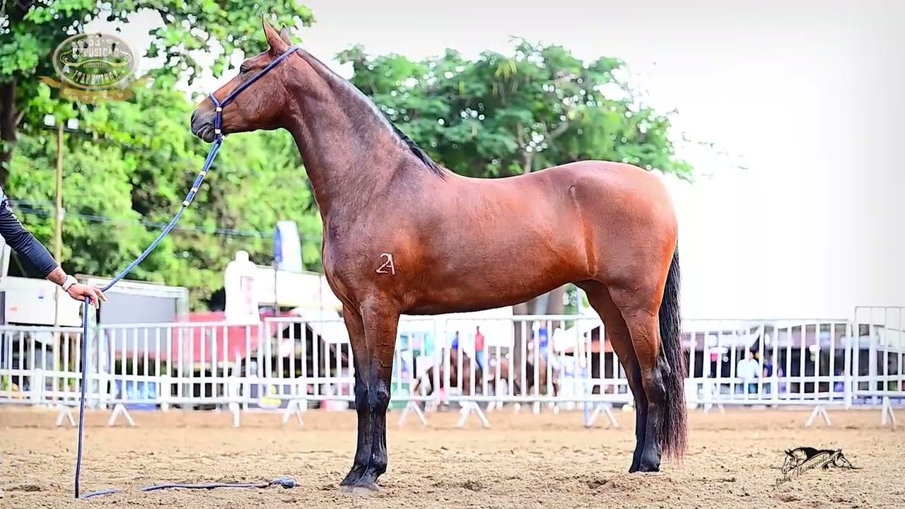 🐴 DARA DO 2A INGÁ-MIRIM