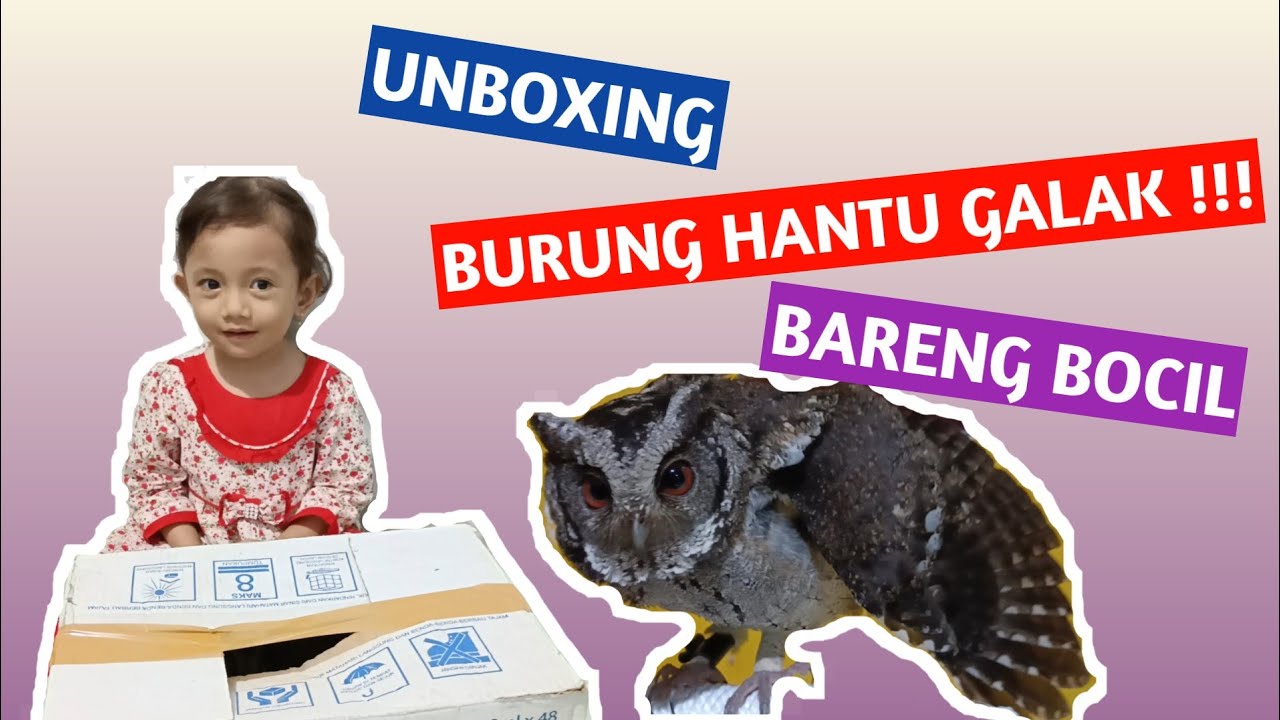 UNBOXING BURUNG HANTU CELEPUK