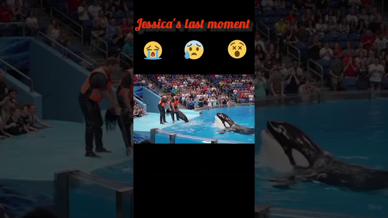 Jessica last moment after orca attack #orca #attack #jessica #dolphin