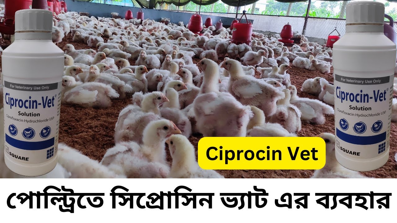 পোল্ট্রিতে সিপ্রোসিন ভ্যাট এর ব্যবহার  Ciprocin vet in poultry