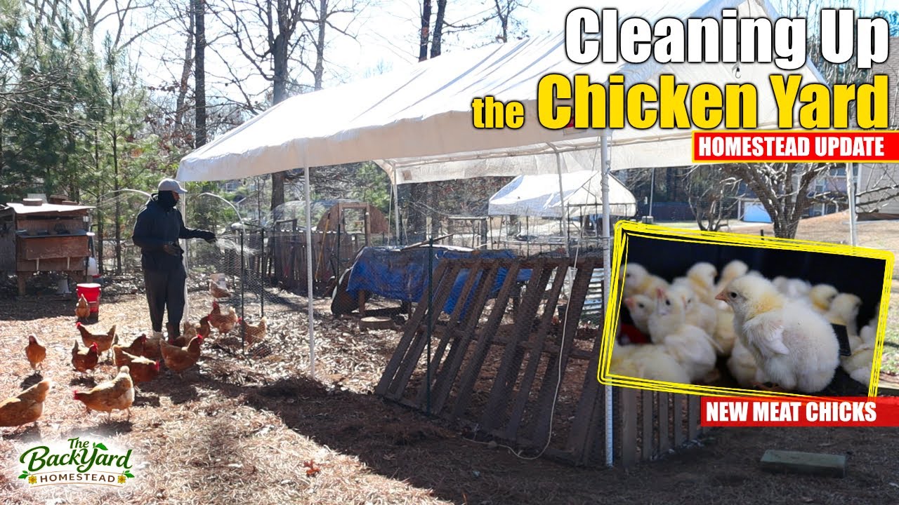 Tearing Down My Carport Chicken Coop | Backyard Homestead Chore Day