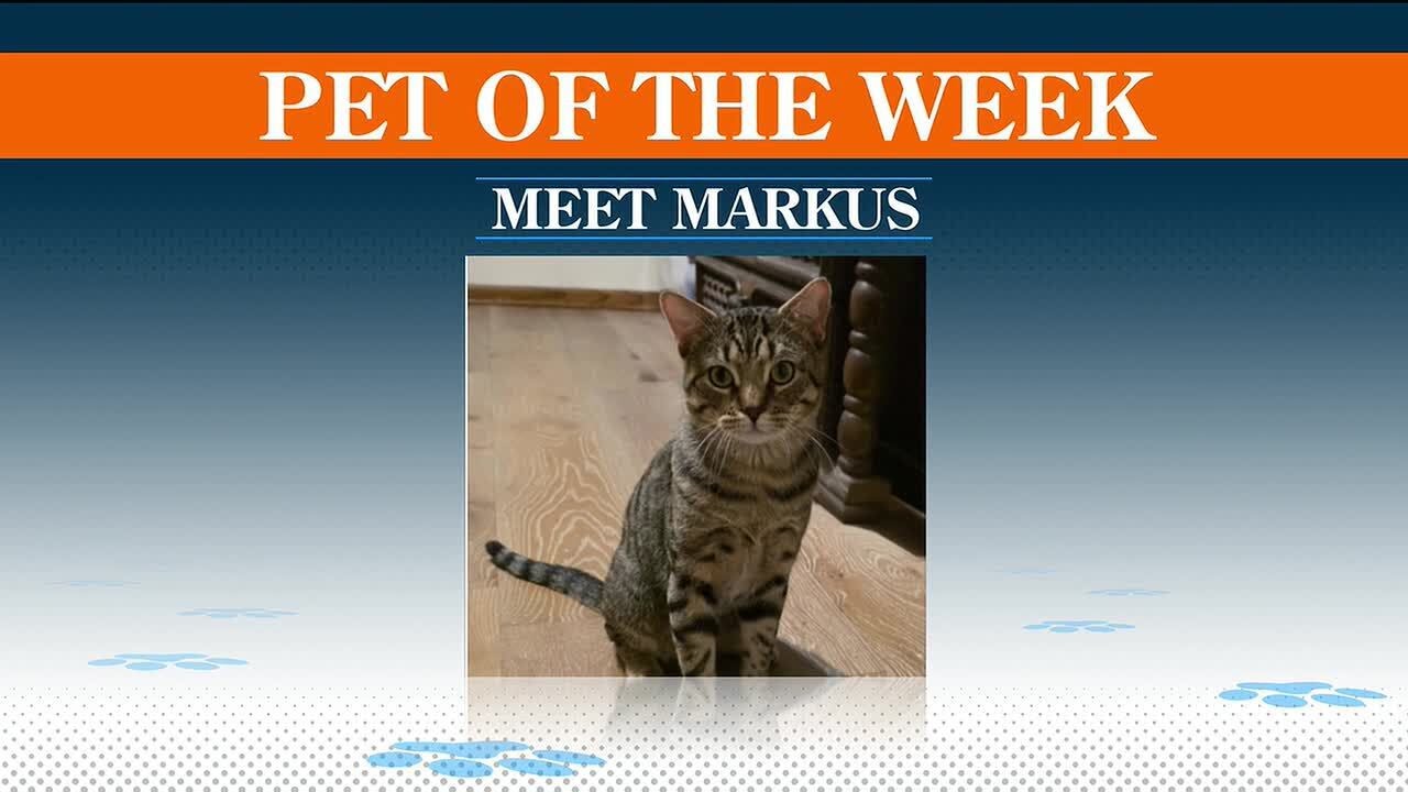 Midwest Access: Pet of the Week - Meet Markus!