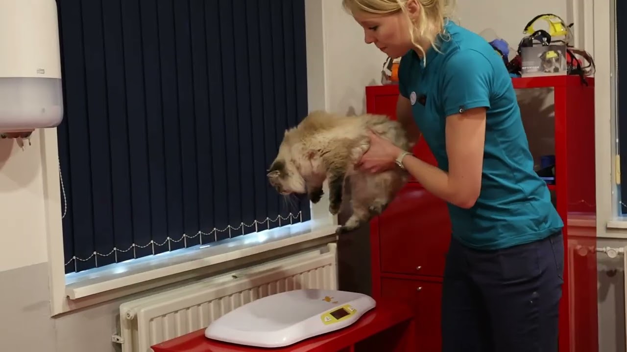 Je kat wegen