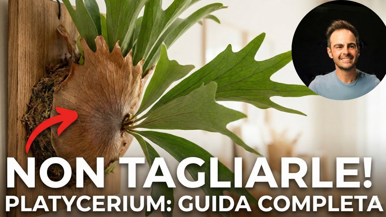Platycerium (Corna d'Alce): La GUIDA COMPLETA alla cura e coltivazione 🌿