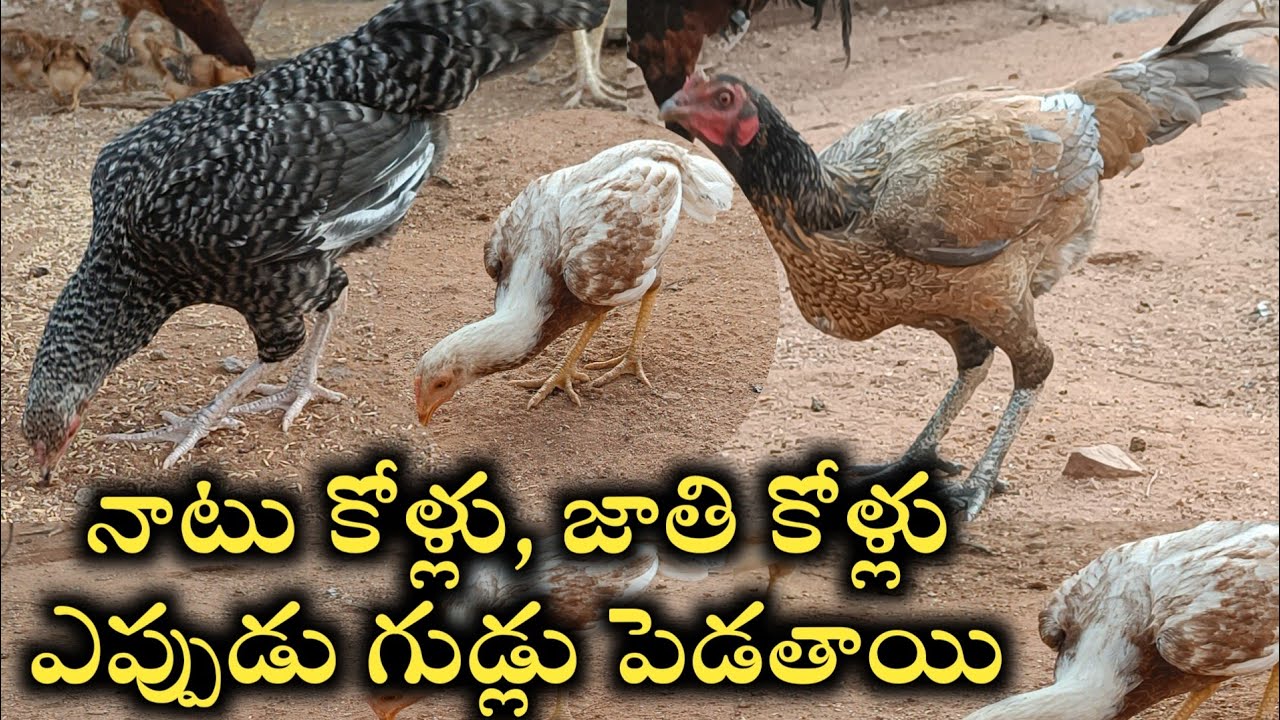జాతి కోళ్ళు ఎప్పుడు గుడ్లు పెడతాయి||నాటి కోడిగుడ్లు ఎన్ని పెడతాయి||జాతి కోళ్ల పెంపకం ఇంటి దగ్గర
