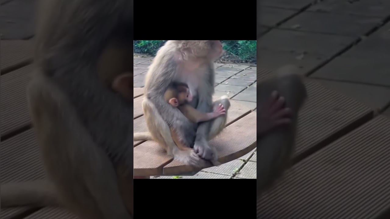 Gol Gappe khayenge #dubbing #funny #animalsdubbing #moviekakabada