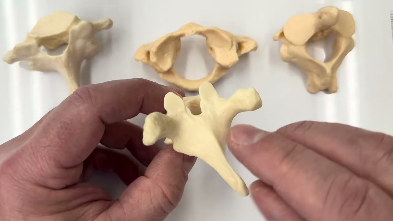 BIOL 157 Types of Vertebrae
