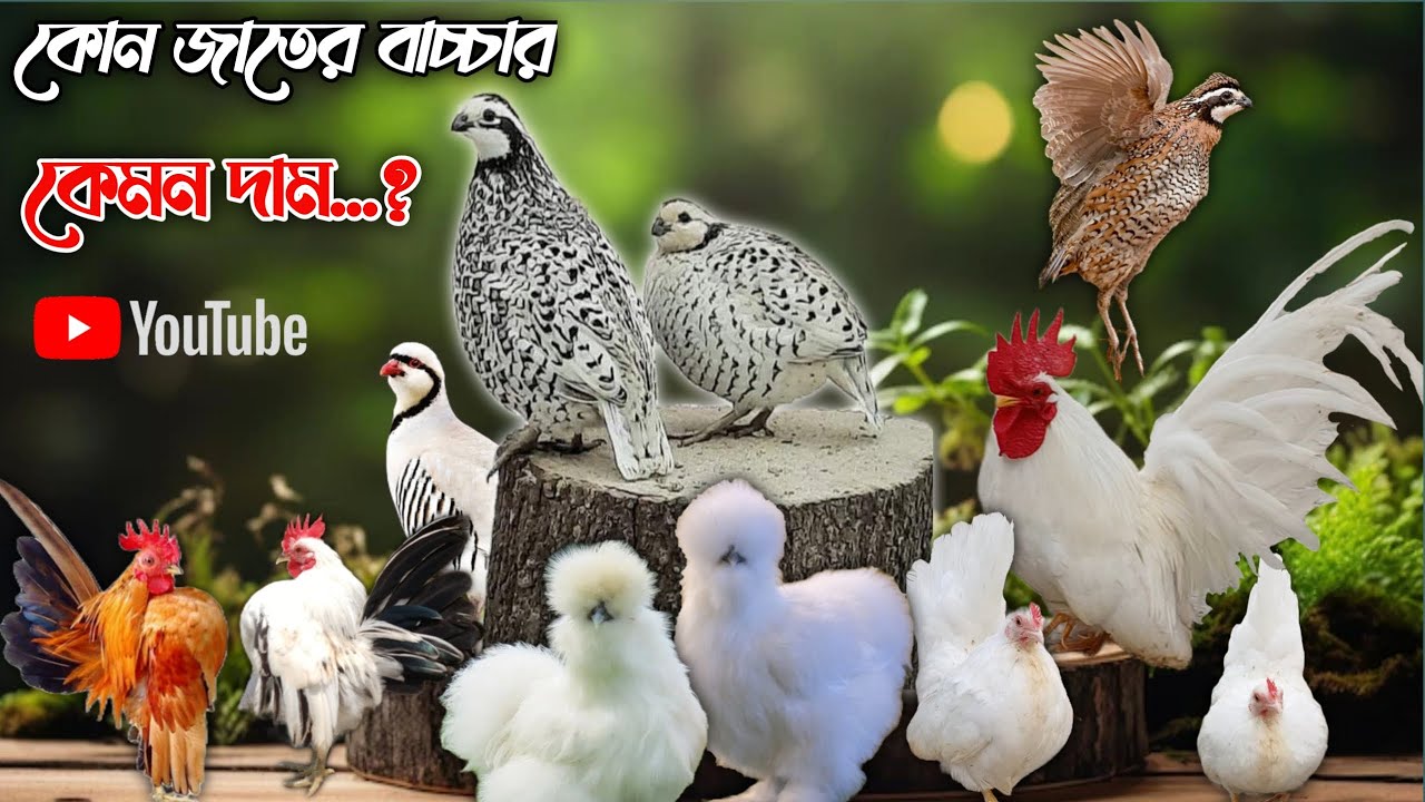 খামারের  মুরগী ও পাখির বাচ্চার দাম সম্পর্কে ধারনা...