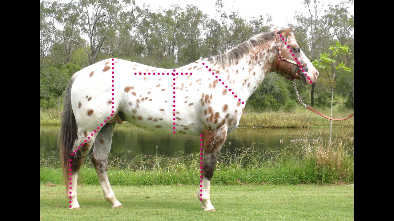 Evaluating the conformation of the Sportaloosa - Appaloosas, Knabstruppers, appaloosa spotted horses