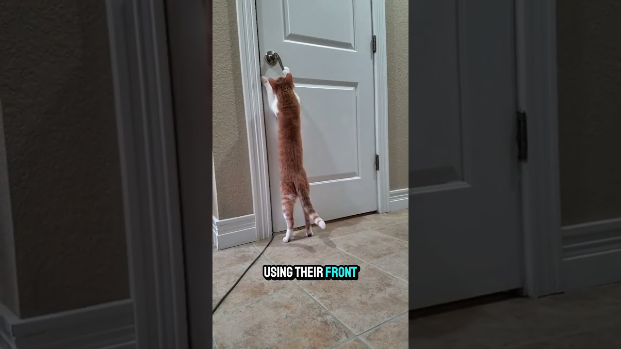 The Cat Who Learned How to Open Doors😺🚪