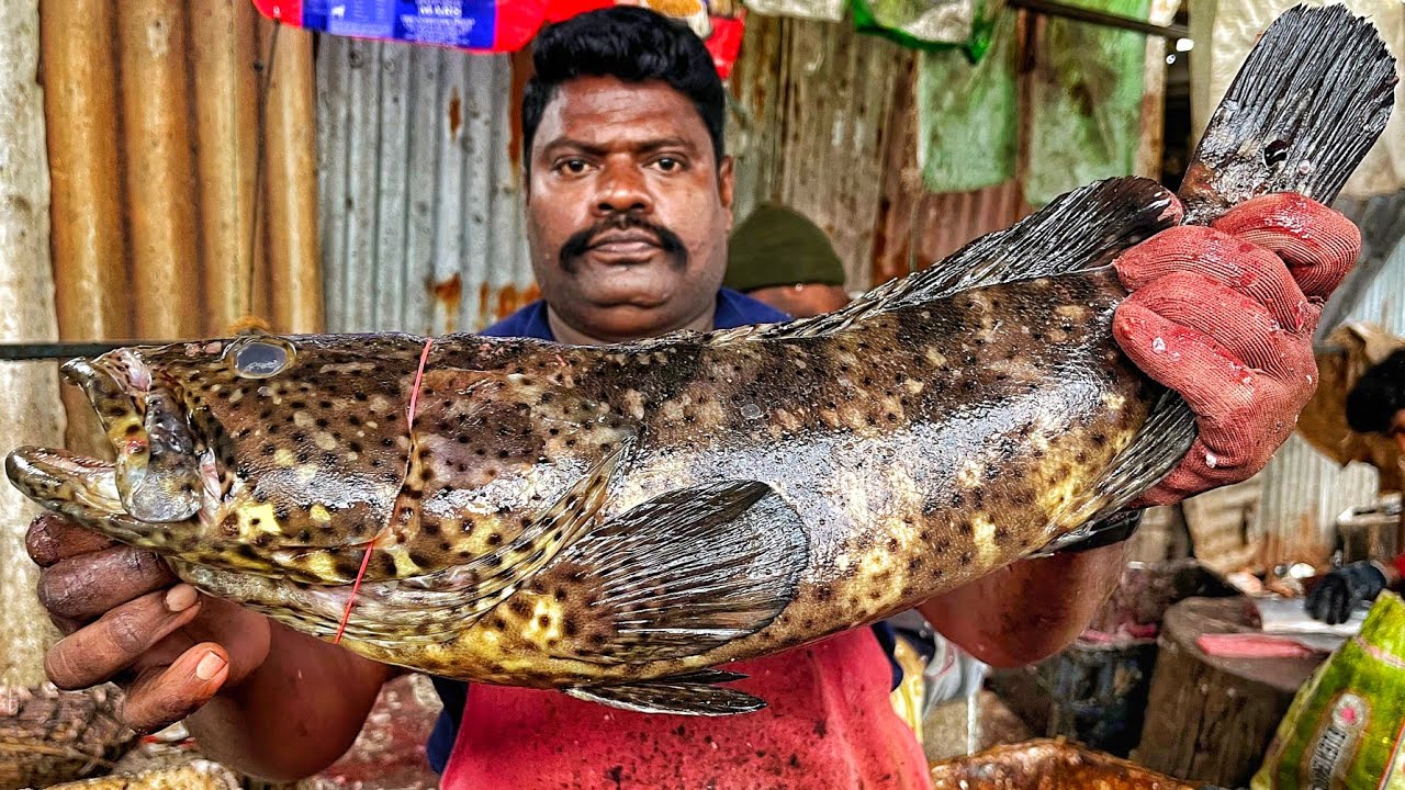 KASIMEDU SPEED SELVAM | BIG GROUPER FISH CUTTING VIDEO | 4K VIDEO | KM FISH CUTTING 