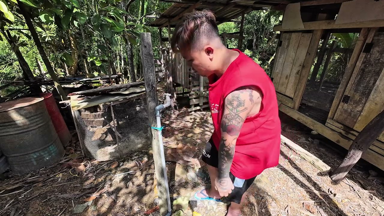 PROJEK SAMBUNG PAIP AIR KE KANDANG BABI DAH SIAP // TIAP HARI BABI BOLEH MANDI // 