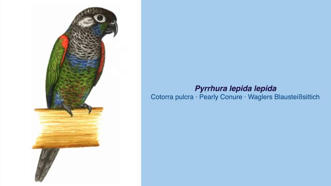 Video Encyclopedia of Parrot Species - #227 Pyrrhura lepida