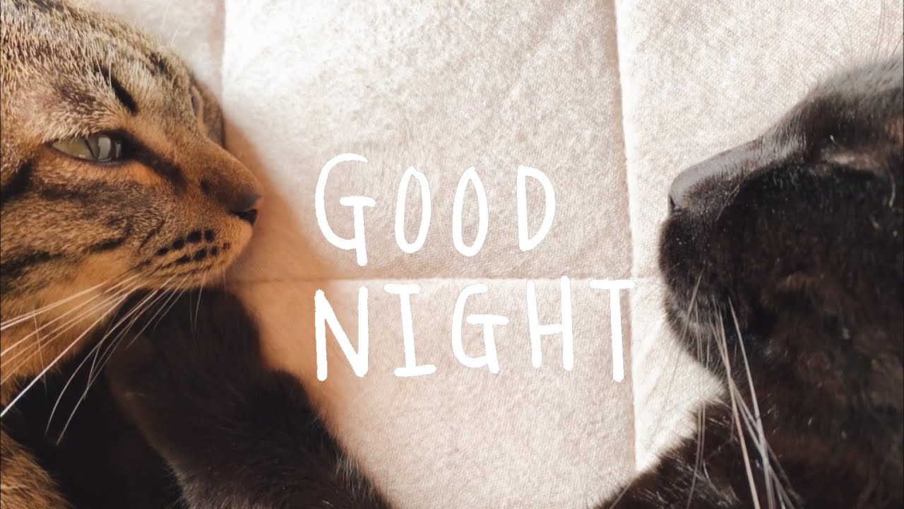 しっぽであやしながら添い寝してくれる猫
