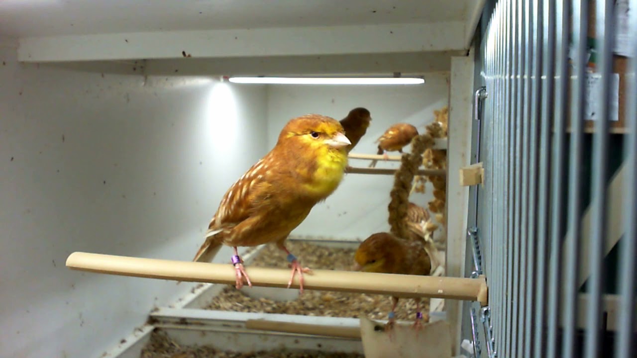 Young Phaeo canaries 2021 male
