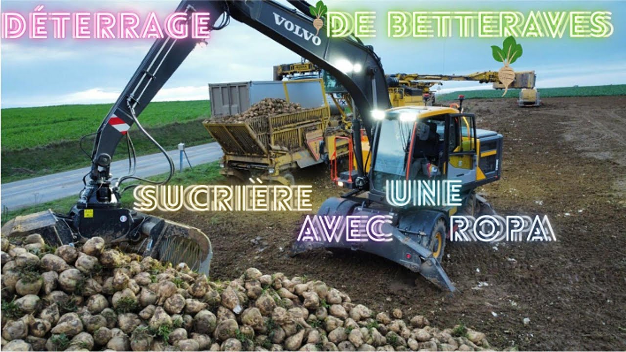 Déterrage de betteraves sucrière avec une Ropa et une Volvo