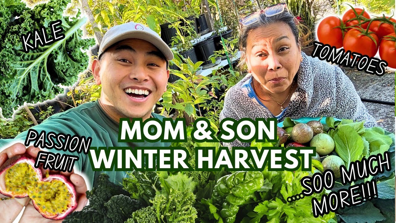 Emergency Harvest in Tampa, FL &ndash; Saving Our Fruits & Veggies from the Cold!