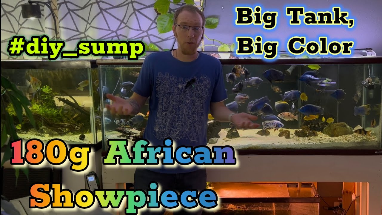 Color Explosion! African Cichlid Display Tank + Full Sump Setup #aquariumhobby #aquariumlife #sump
