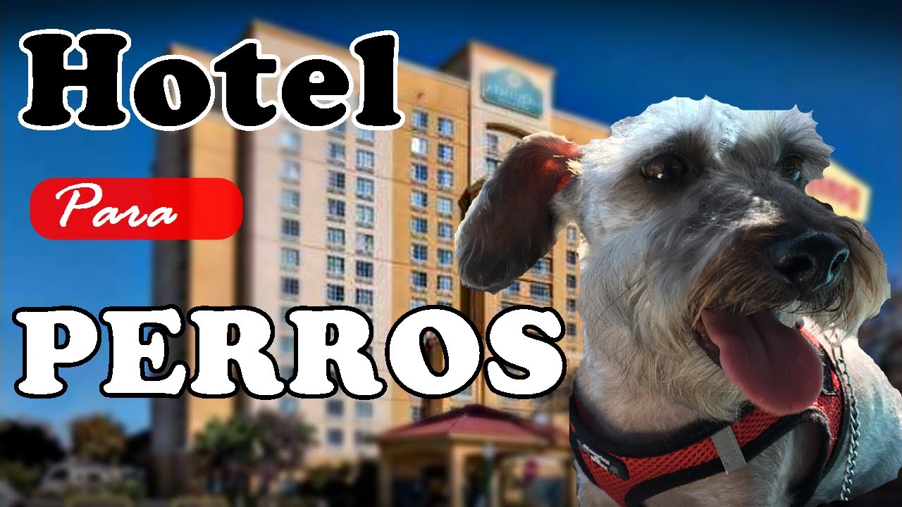 Que hoteles aceptan PERROS? encontré un Hotel Pet-Friendly que acepto mi mascota