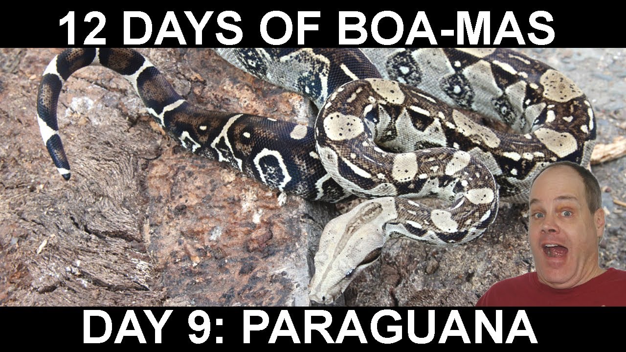 12 Days of BOA-MAS Day 9: Paraguana Peninsula (Paraguanera) Boa