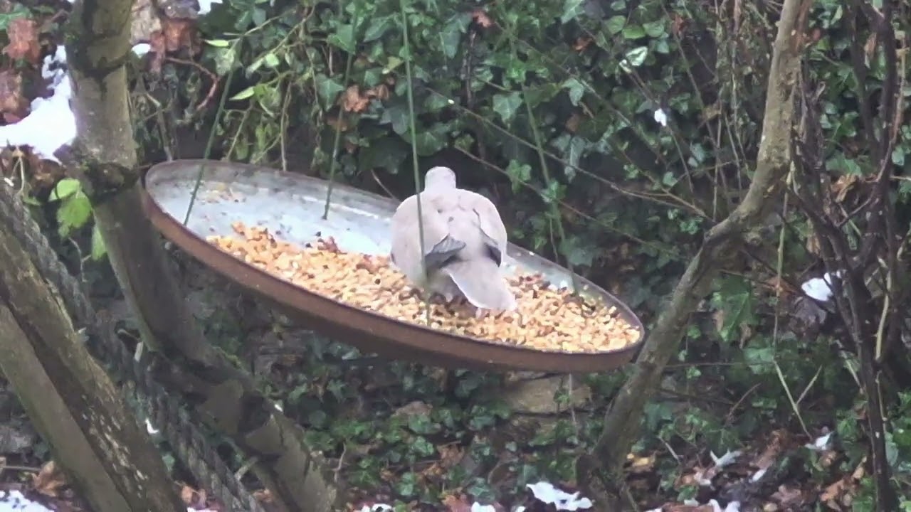 Tortelduif eet van de zaden.