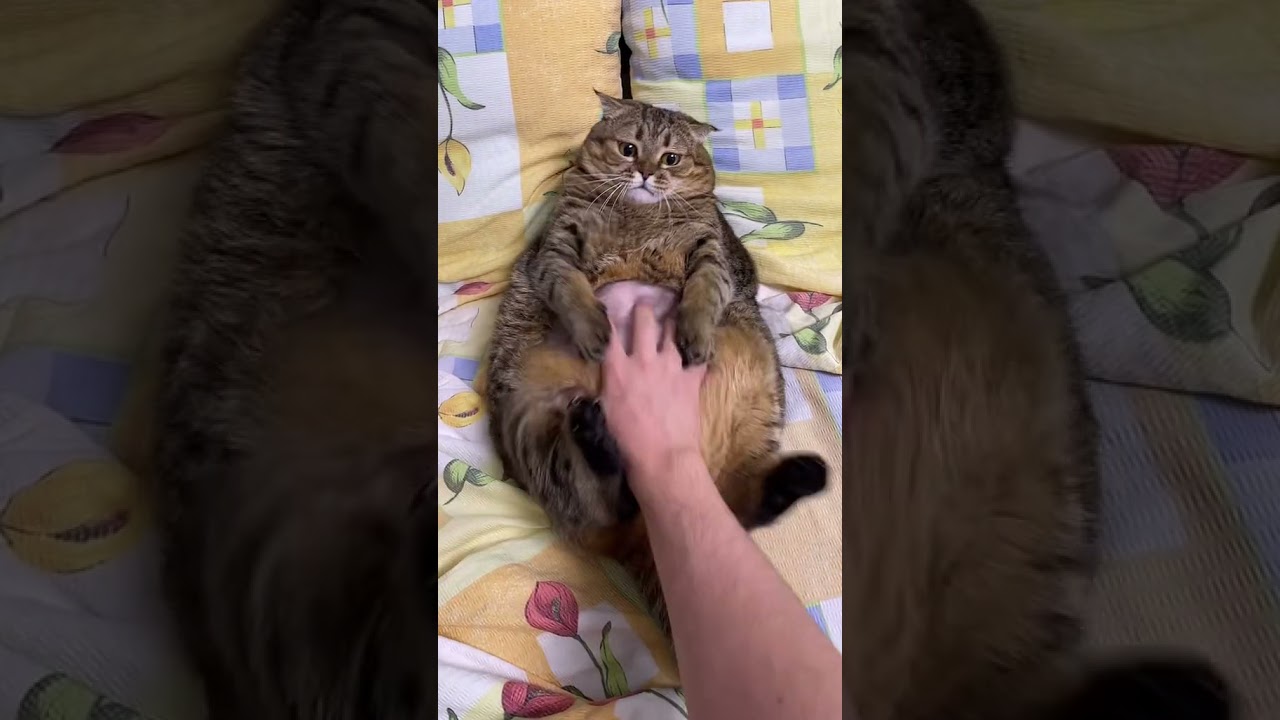Funny Fat Cat | Please Subscribe | #funny #funnycat #fatcat #cat #cats #animals #funnyanimals