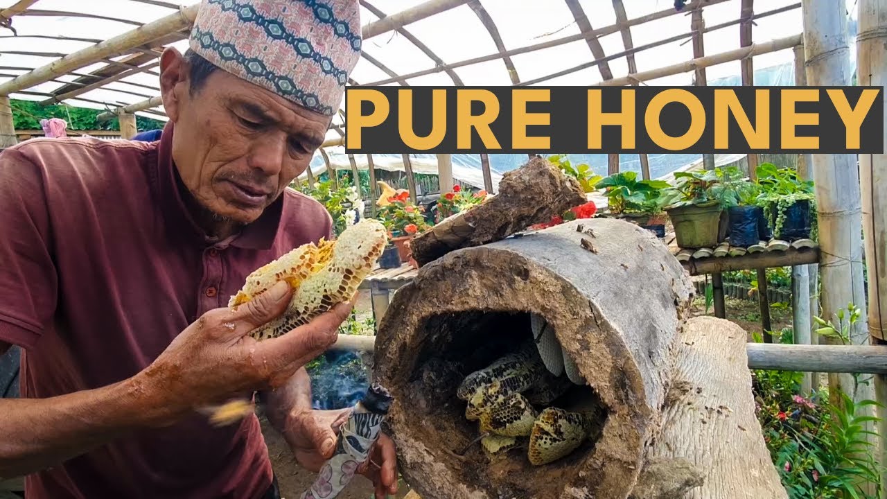 Traditional Harvesting of Pure Honey from a Traditional Bee Hive