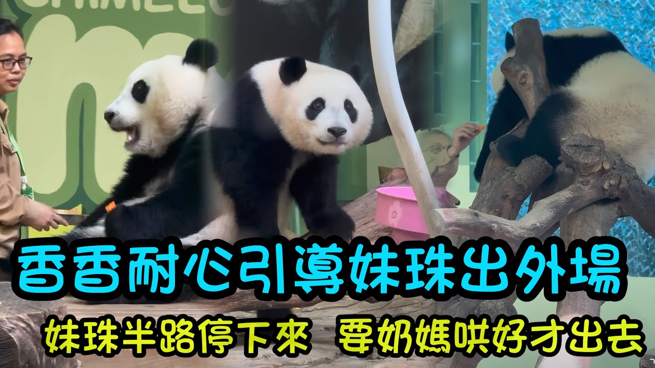 香香奶妈耐心引导妹珠出去外场，妹珠走到一半耍赖停下来，吃了窝窝头才愿意出去#panda #cutepanda  #熊貓妹珠